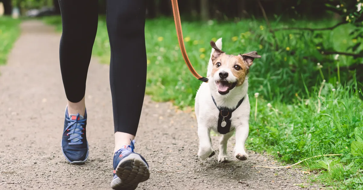 KASULIK TEADA ⟩ Kui koer sööb sageli väljaheiteid, võib see olla märk sellest, et...