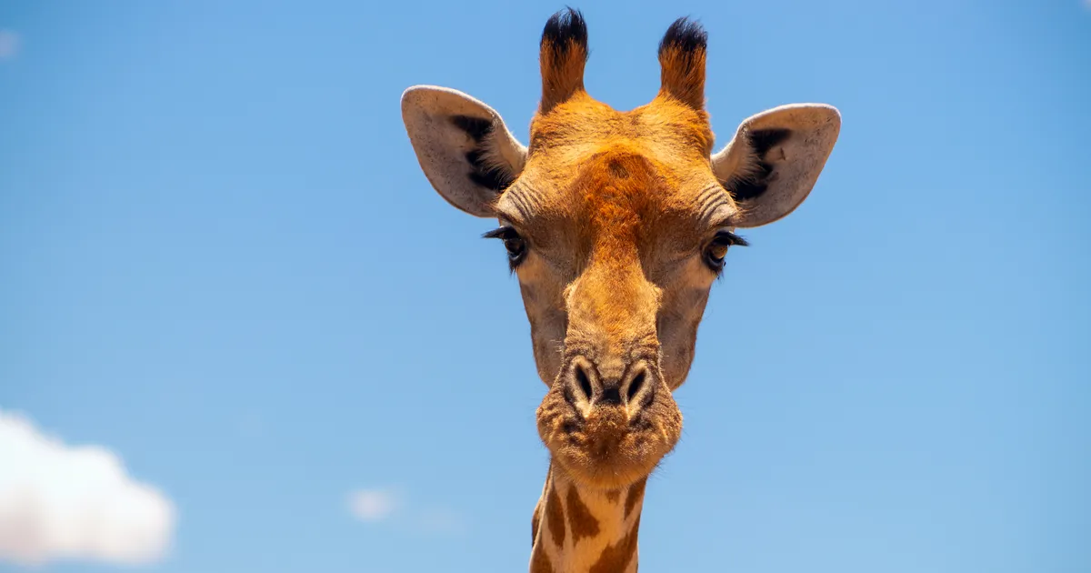 PÕNEV VAATEPILT ⟩ Kaamera ette jäi haruldase välimusega kaelkirjak, keda pole aastaid nähtud