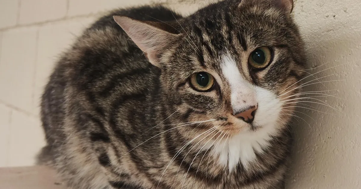 Koduotsija ⟩ Kass Eedu ootab kannatlikku ja armastavat inimest