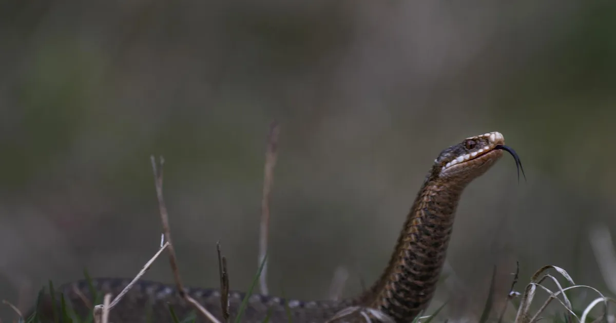 Eluohtlik seisund on mõne minuti küsimus: sel suvel kimbutasid rästikud inimesi enim koduõuel