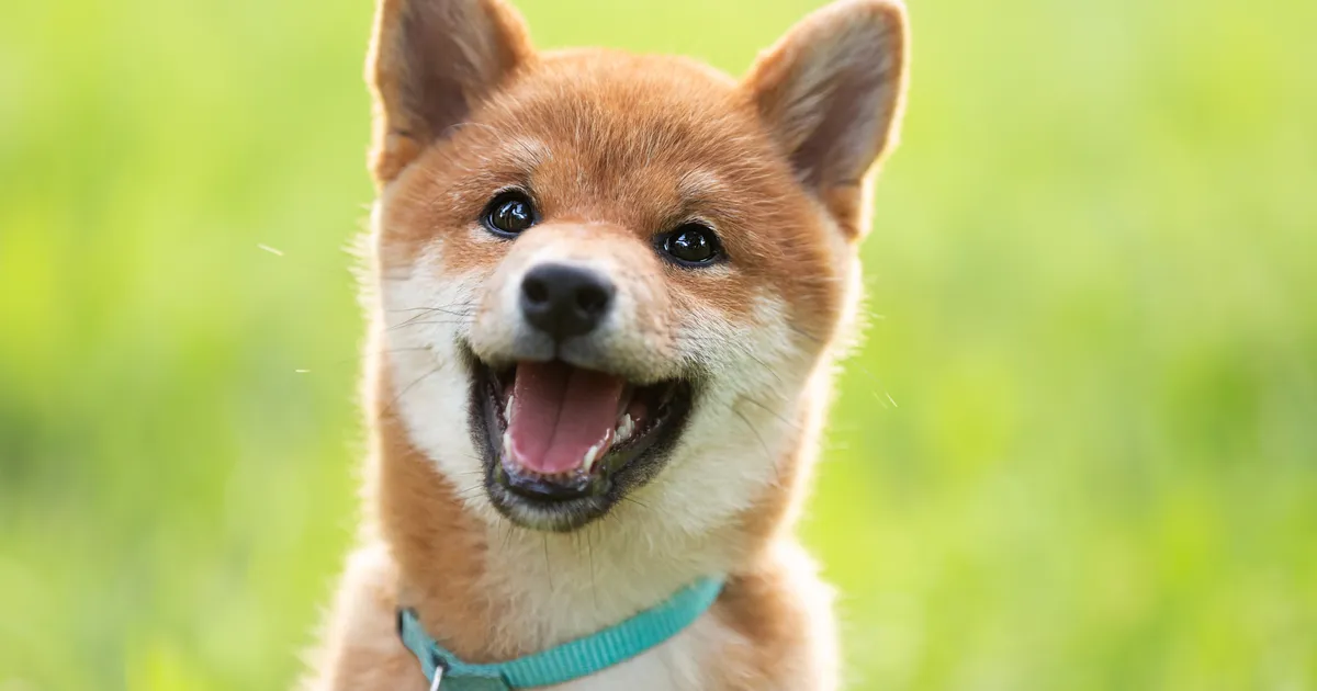 Uuring paljastab: need 6 koeratõugu elavad üllatavalt kaua