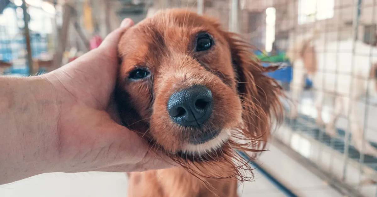 VIDEOD ⟩ Rõõmupisarad tagatud: vaata, kuidas koerad varjupaigast koju saamisele reageerivad