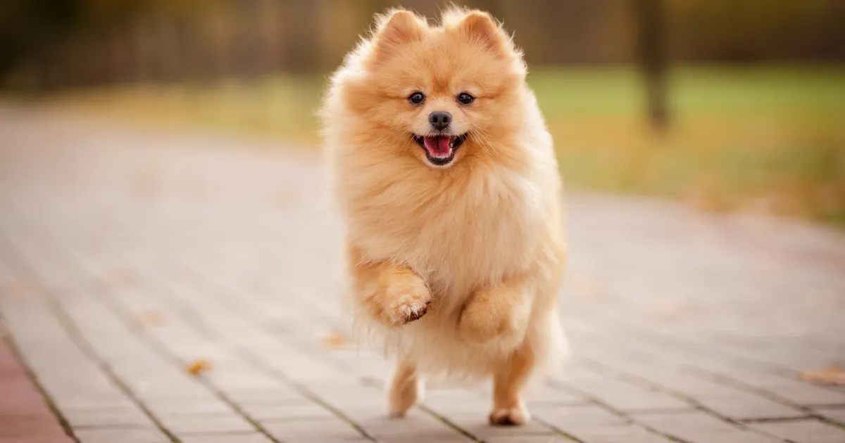 USKUMATU VIDEO ⟩ Oma kodus karuga vastamisi sattunud koerake tegi midagi väga ootamatut