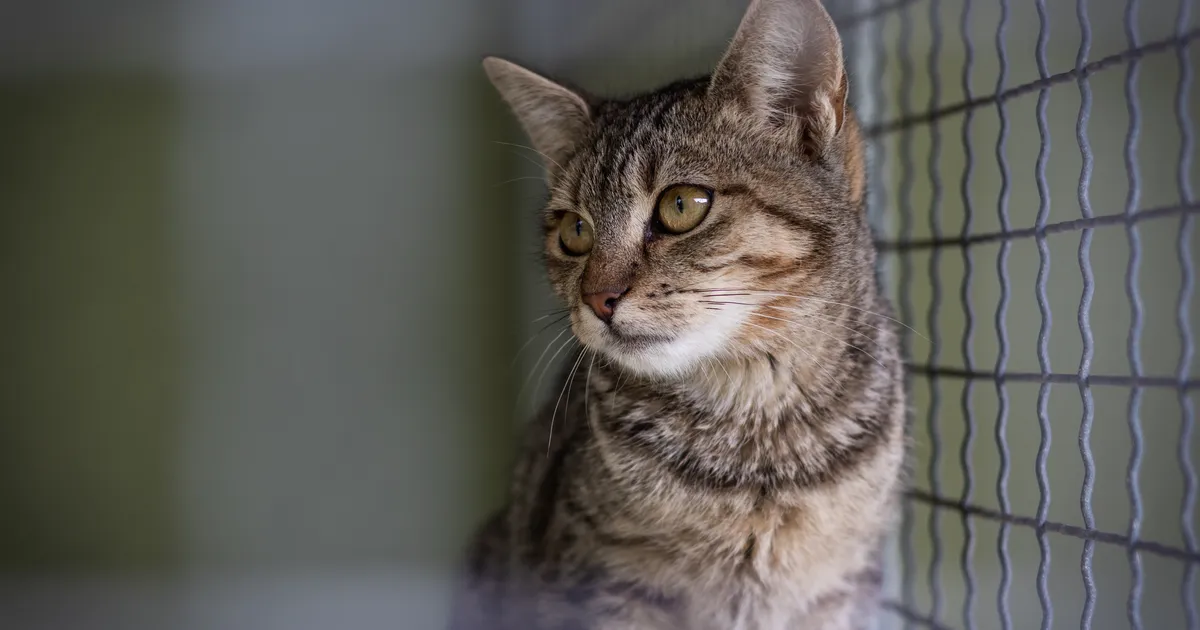 Ministeeriumis arutatakse eelnõud, mis võiks igal aastal päästa tuhandete varjupaika sattuvate kasside elu