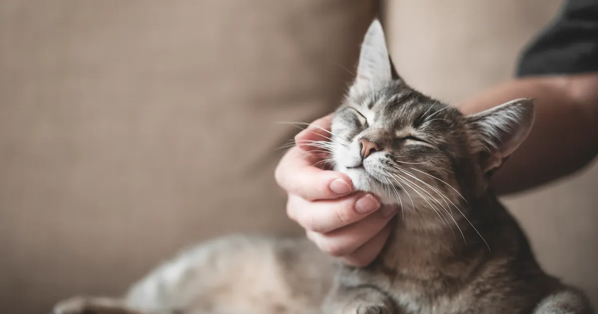 SÜDAMLIK ⟩ Kaamera ette jäi hetk, kuidas omanik oma kadunud kassi üles leidis