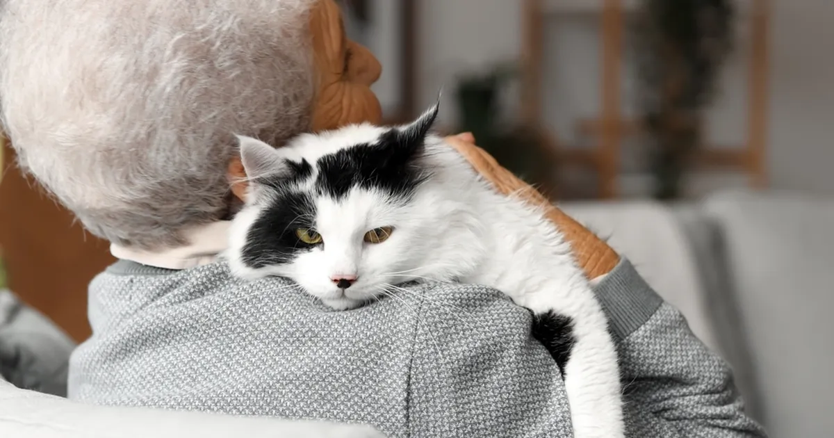 Uuring näitab, et kasside ja inimeste aju vananeb sarnaselt – sellest võivad võita mõlemad