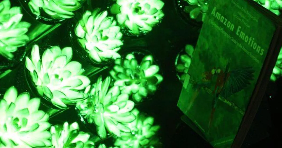 Hiina põllumajandusteadlased lõid helenduvaid taimi – kas neist saavad uued valgusallikad?