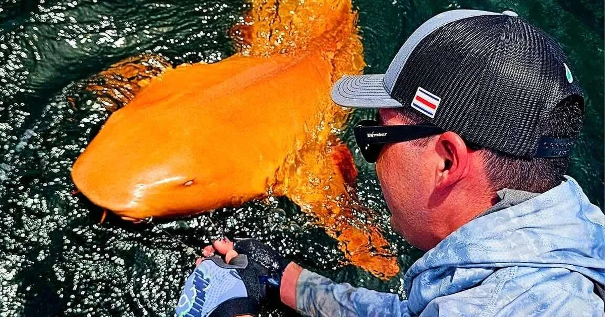 Kariibi merest püüti kinni eriti haruldane olend