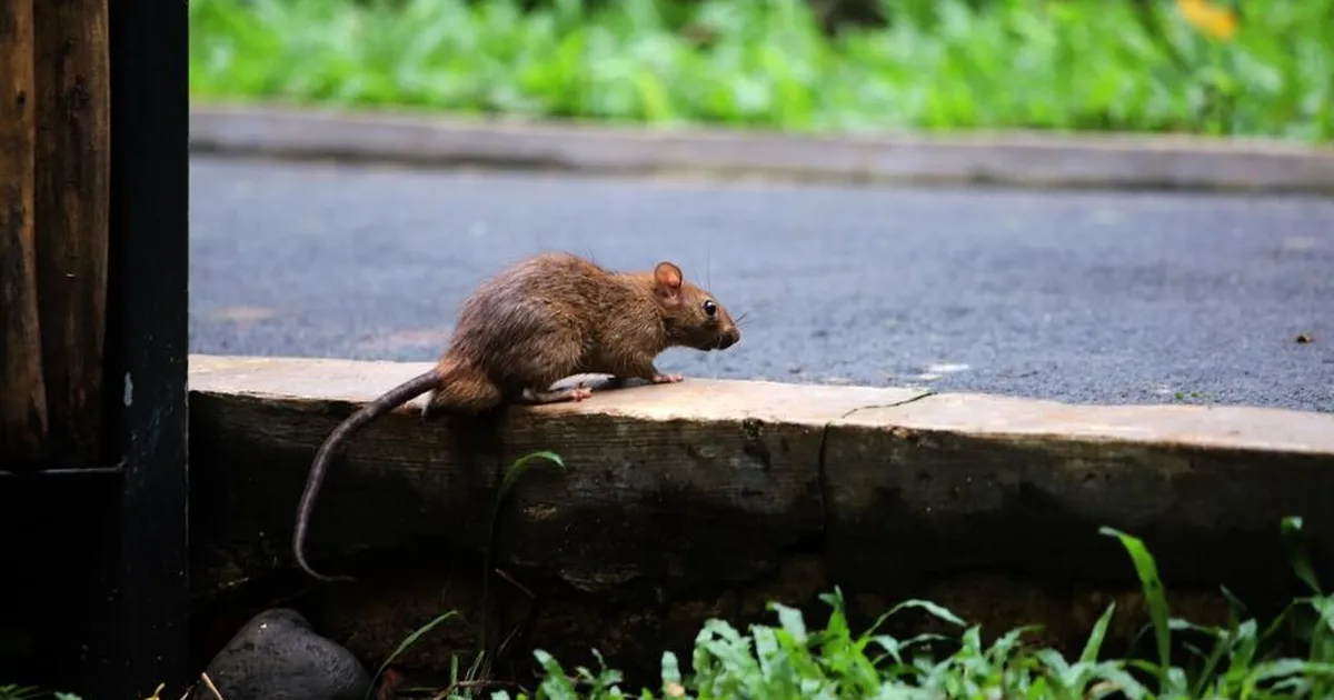 LIHTNE NIPP ⟩ Tee seda ja ükski rott ei tule su aeda!