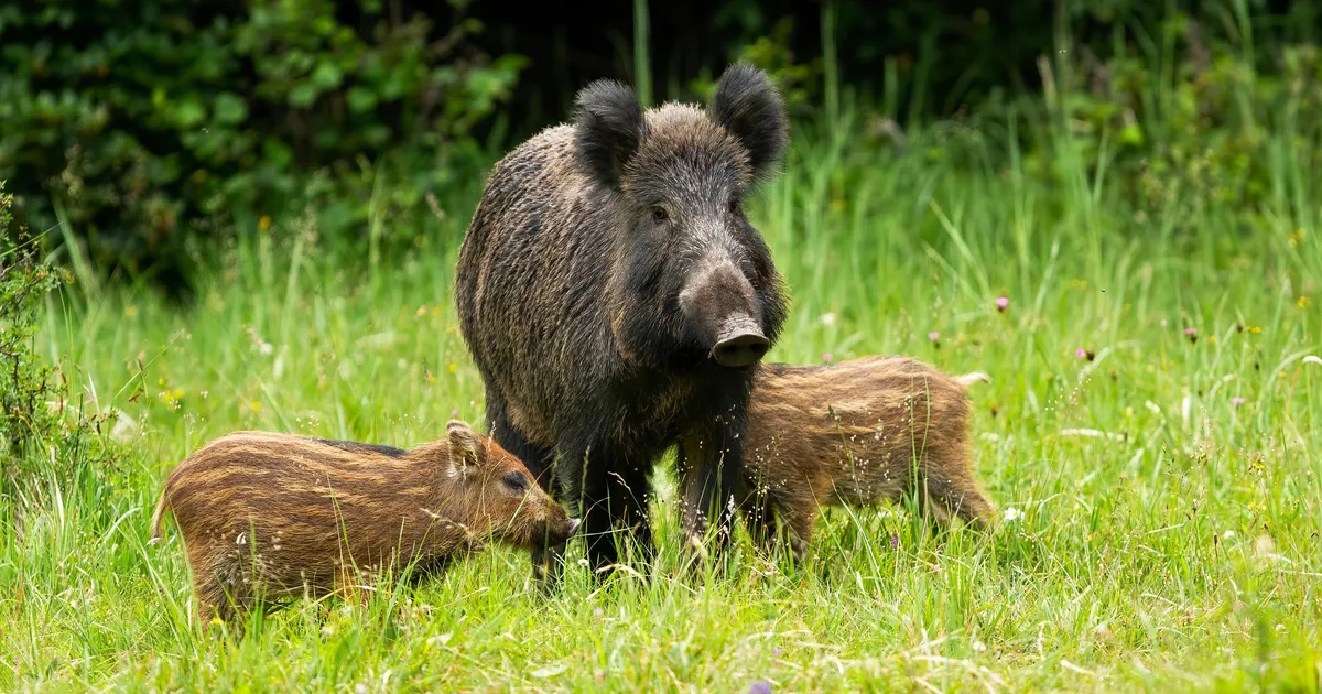 VIDEO ⟩ Vaatepilt, mida iga päev ei näe: metsanotsusid oli nii palju, et ei jõua kokku lugedagi
