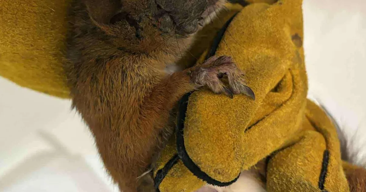 Hätta sattunud orava elu ei õnnestunud päästa