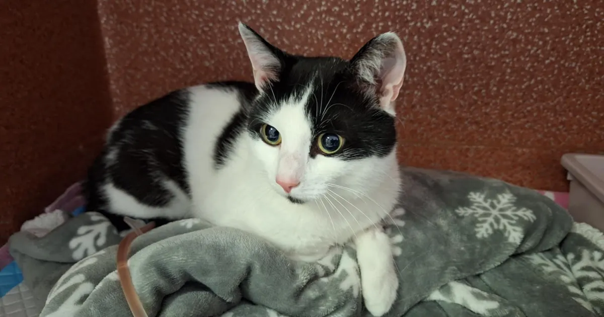 Omanik tõi kassi Tallinna kliinikusse eutaneerimisele, kuid põhjus oli nii šokeeriv, et loomaarstid keeldusid