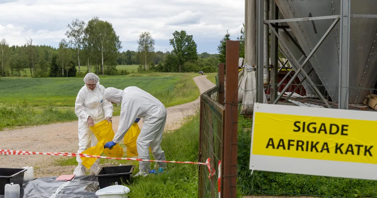 Riik otsib seakatku leevenduseks abi Lätist ja kaalub matmisi