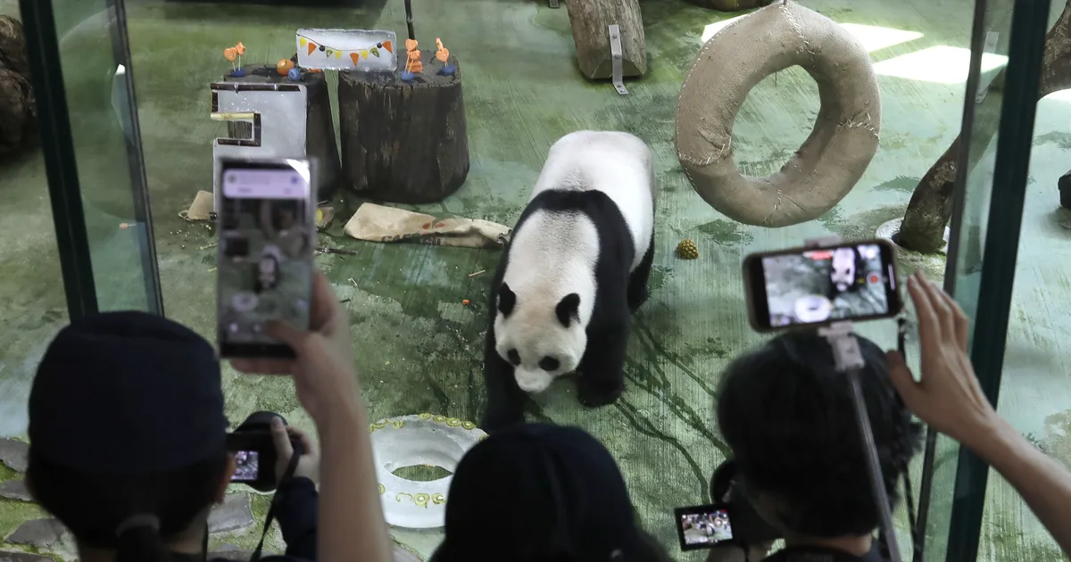 VIDEO ⟩ Taiwani vanim panda näris sünnipäeval karupoeg Puhhi kujulist torti