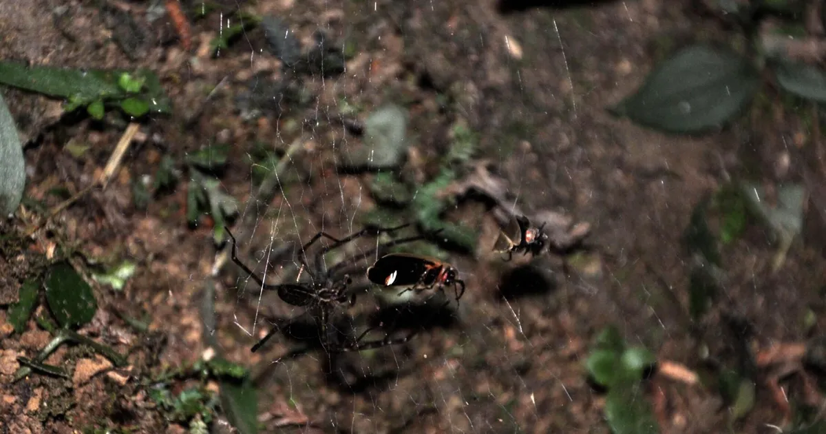 Ämblikud ei söögi kinni püütud jaanimardikaid õhtueineks – neil on nendega kavalam plaan