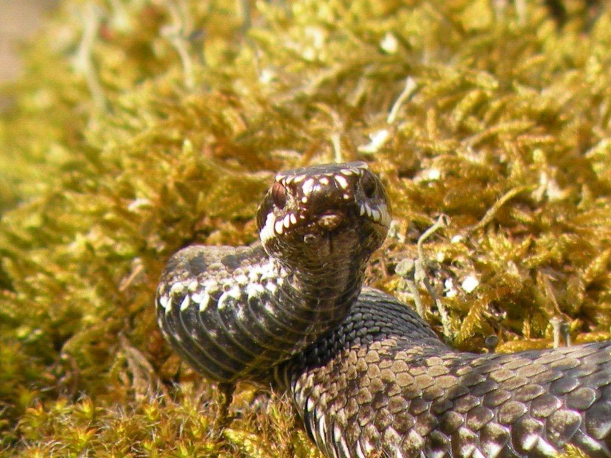 Appi, mu aias on madu! Kuidas soovimatut kohtumist ära hoida?