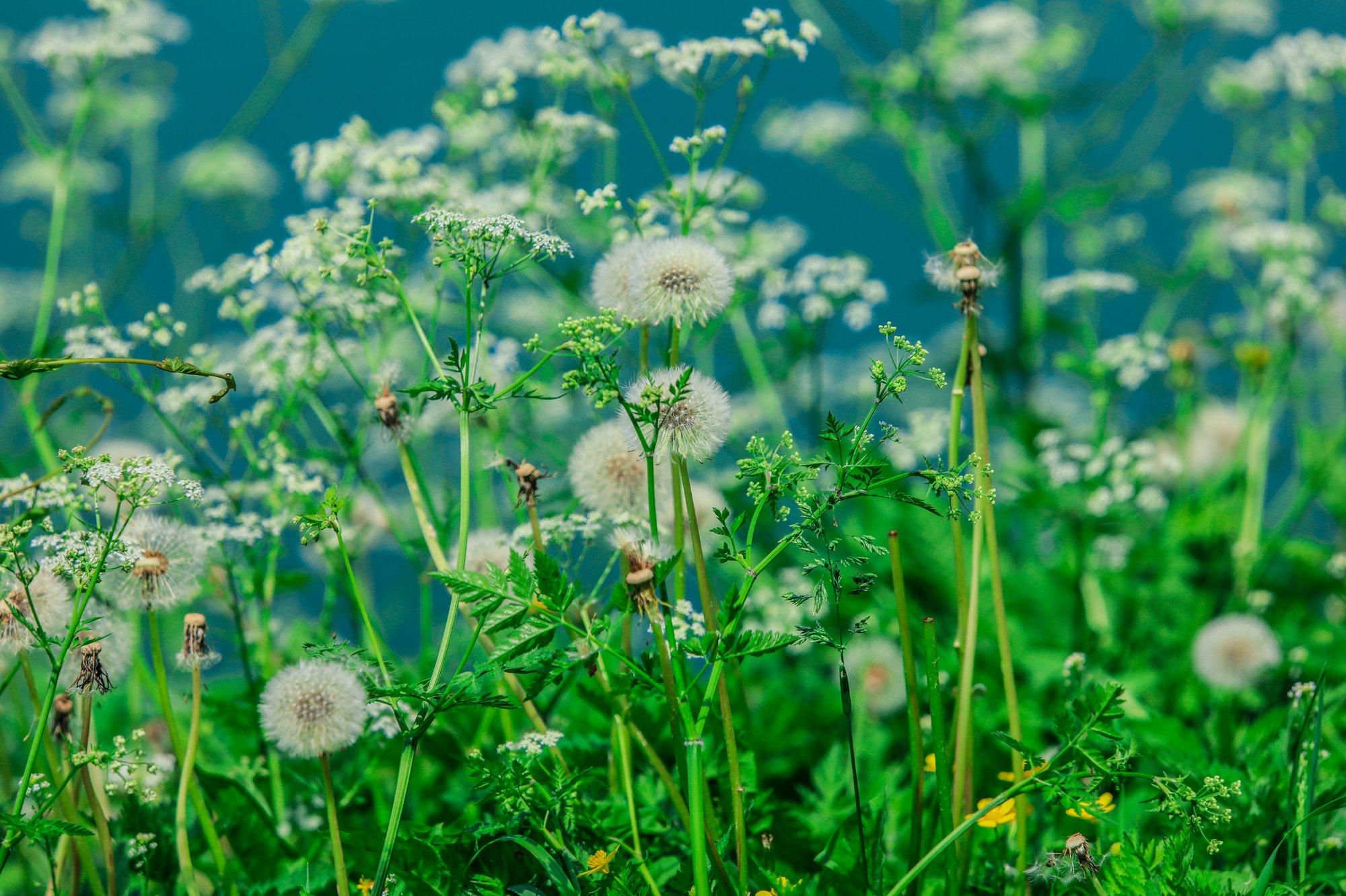 Üllatavad põhjused, miks on tülikast umbrohust nii keeruline vabaneda