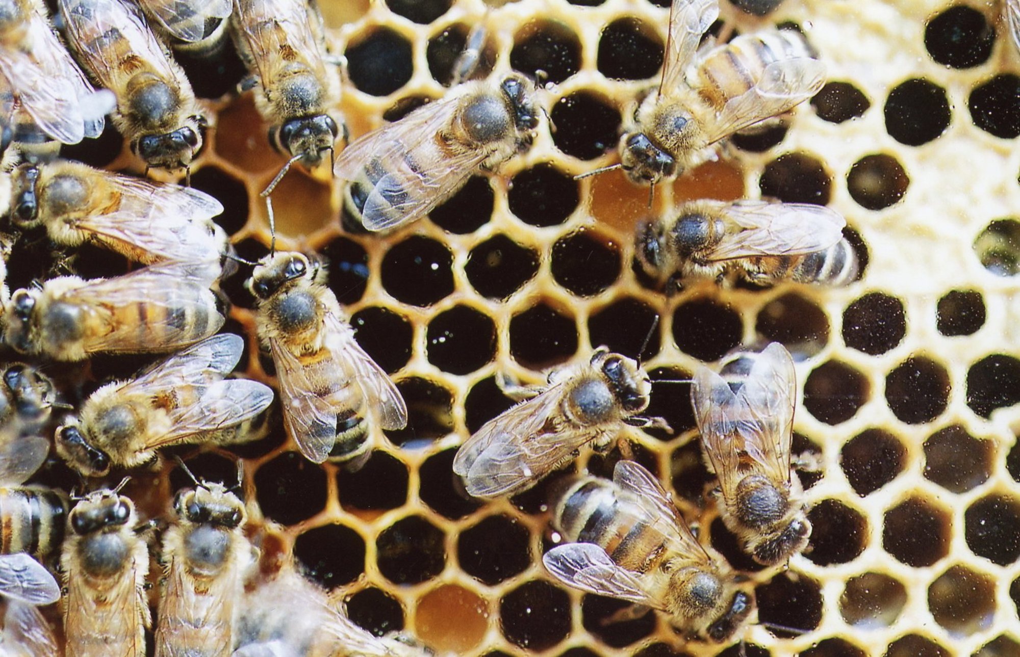 Kas mesilased on lõpuks päästetud? Teadlased arendasid neile võimsa toidulisandi