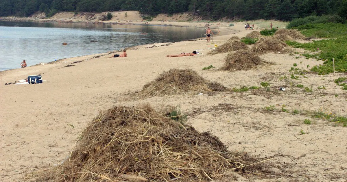 Harjumaal ei ole mitmes supluskohas soovitatav ujuda