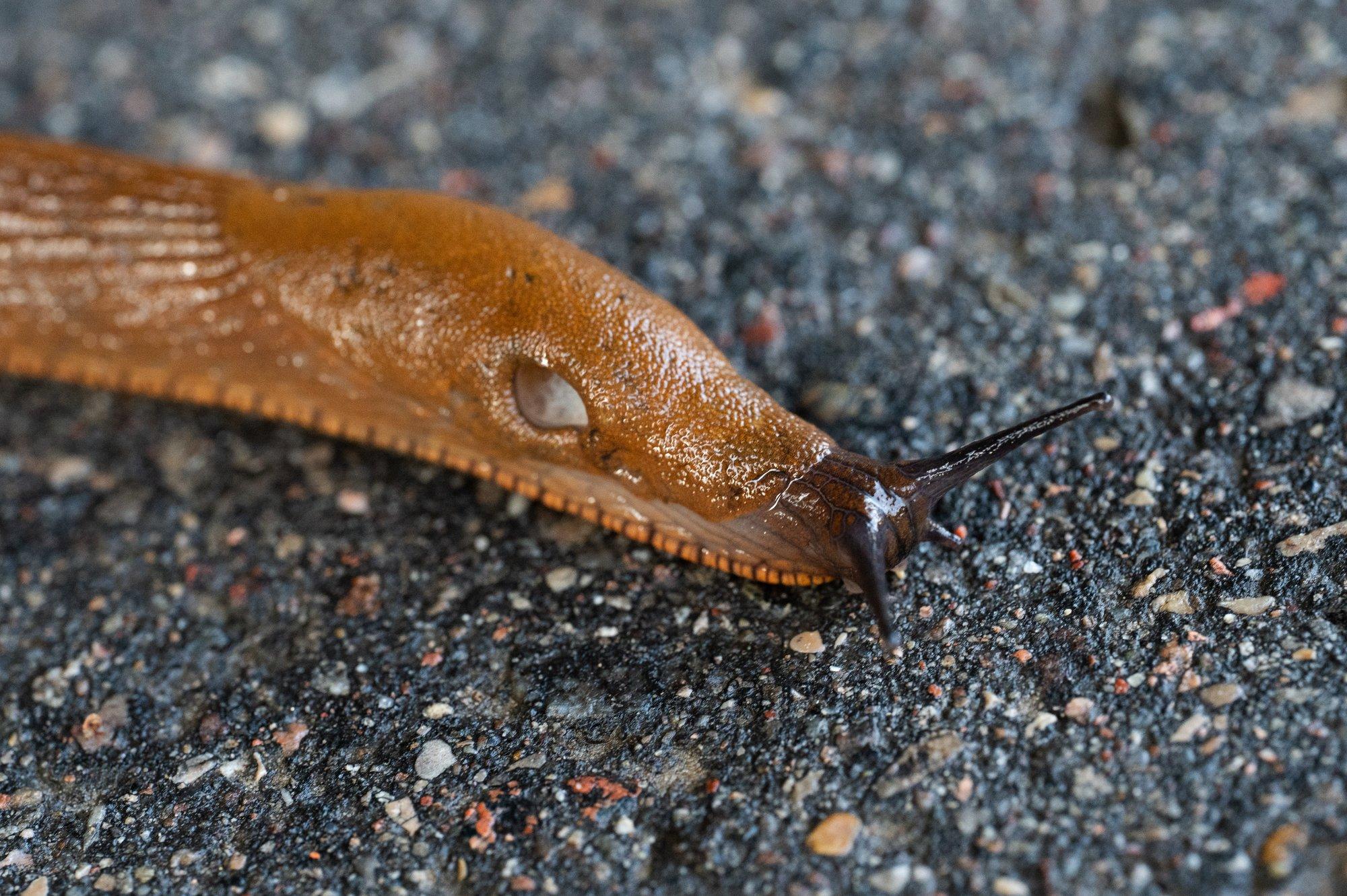 „Pidin ümber pöörama ja koju tagasi minema.“ Hispaania teeteod muudavad kergliiklusteed ohtlikeks
