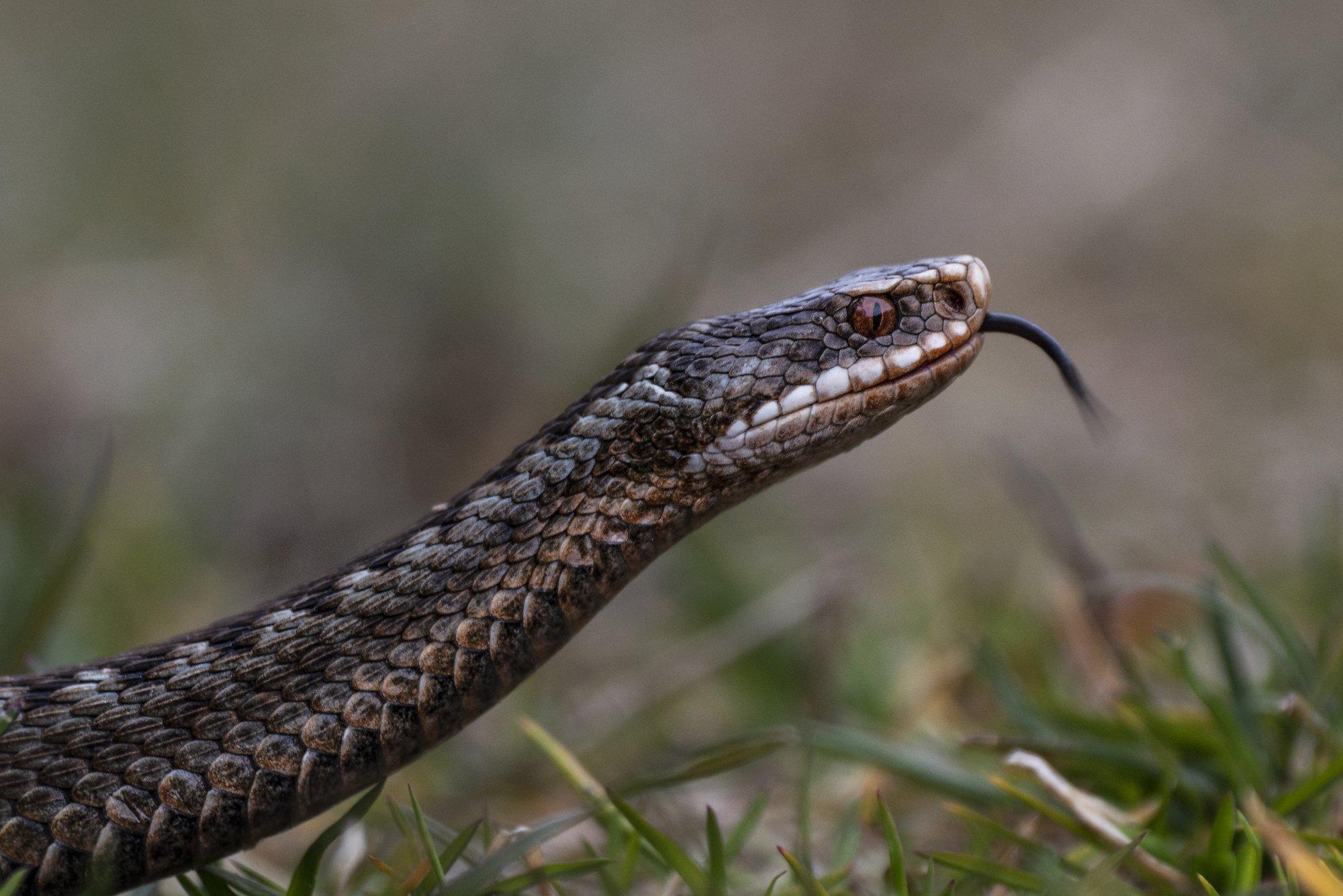 Rästikuliha kõlbab süüa? Rästikuhammustus ei tee mõnele mehele midagi?