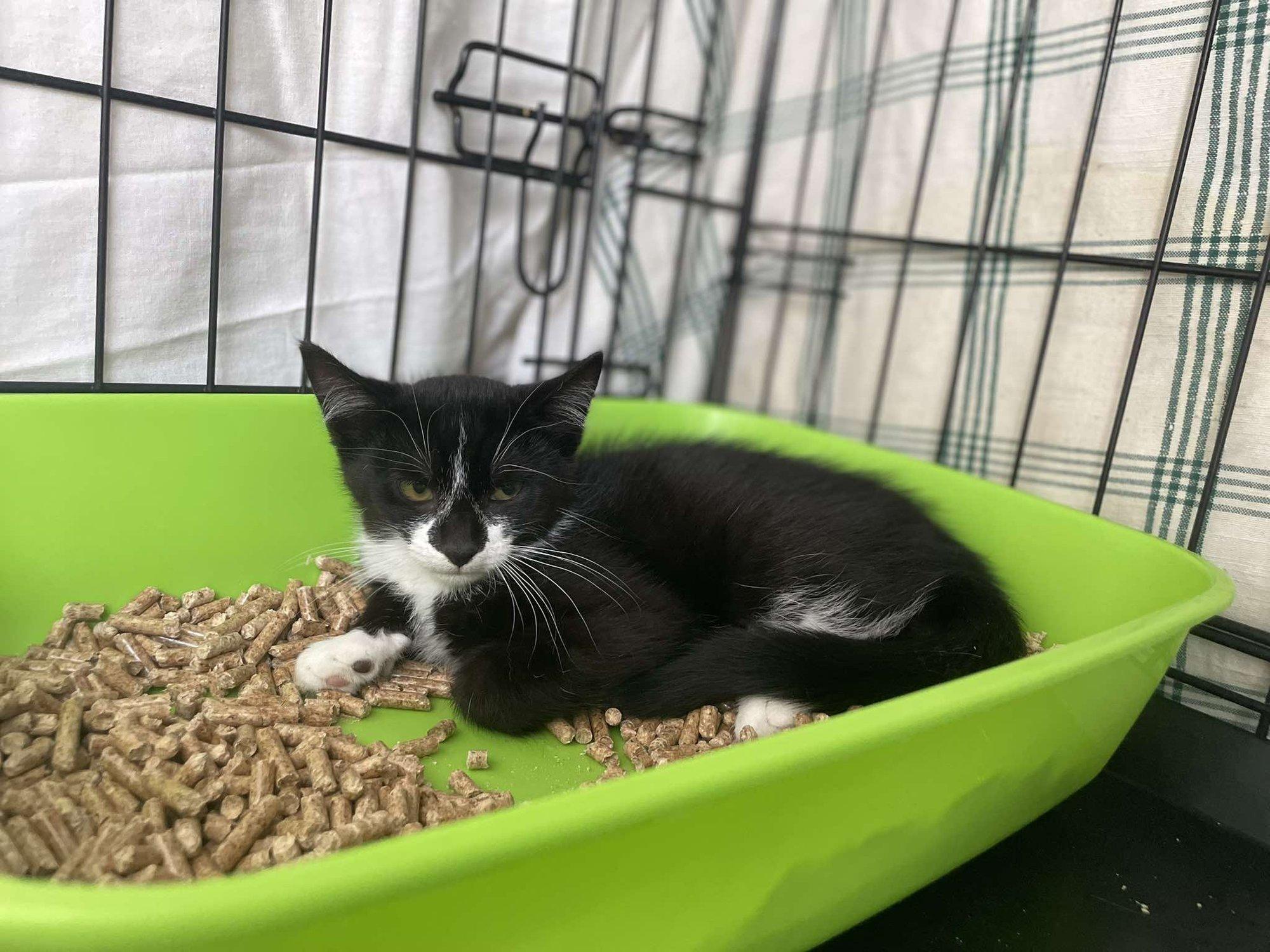 Kiisutita Armani võitles end kurja haiguse kiuste elule