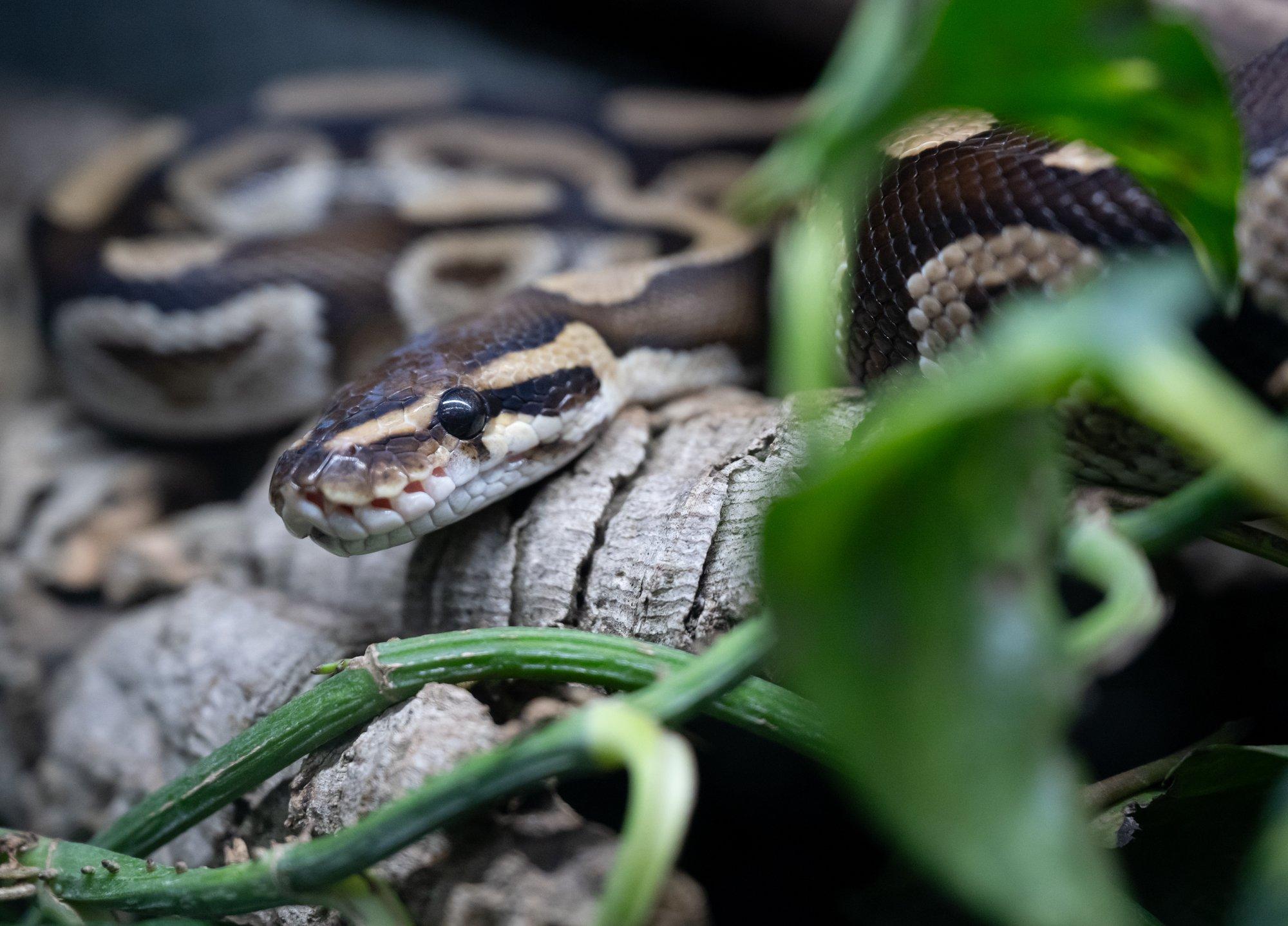 Rootslased kohkunud: Varbergi metsa alt leitakse järjest suuri madusid