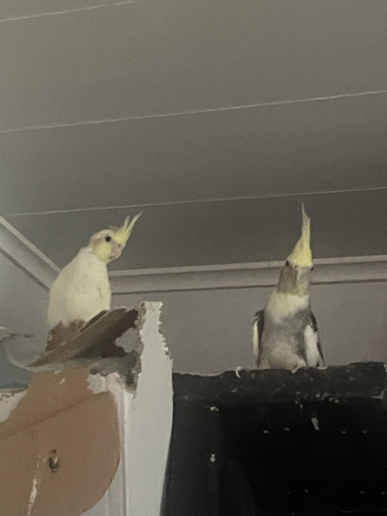 Rahvusvaheline seebiooper kunstniku kodus: Sandra Jõgeva polüamoorsed papagoid said suhtepuntra tulemusena tibu