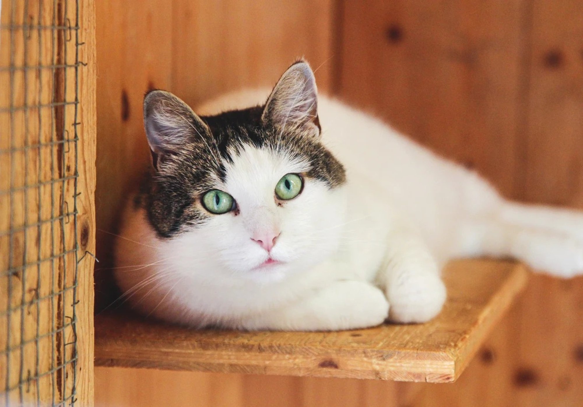 TAHAKS KOJU | Nautleja Drako teab, mis on elus väärtuslik