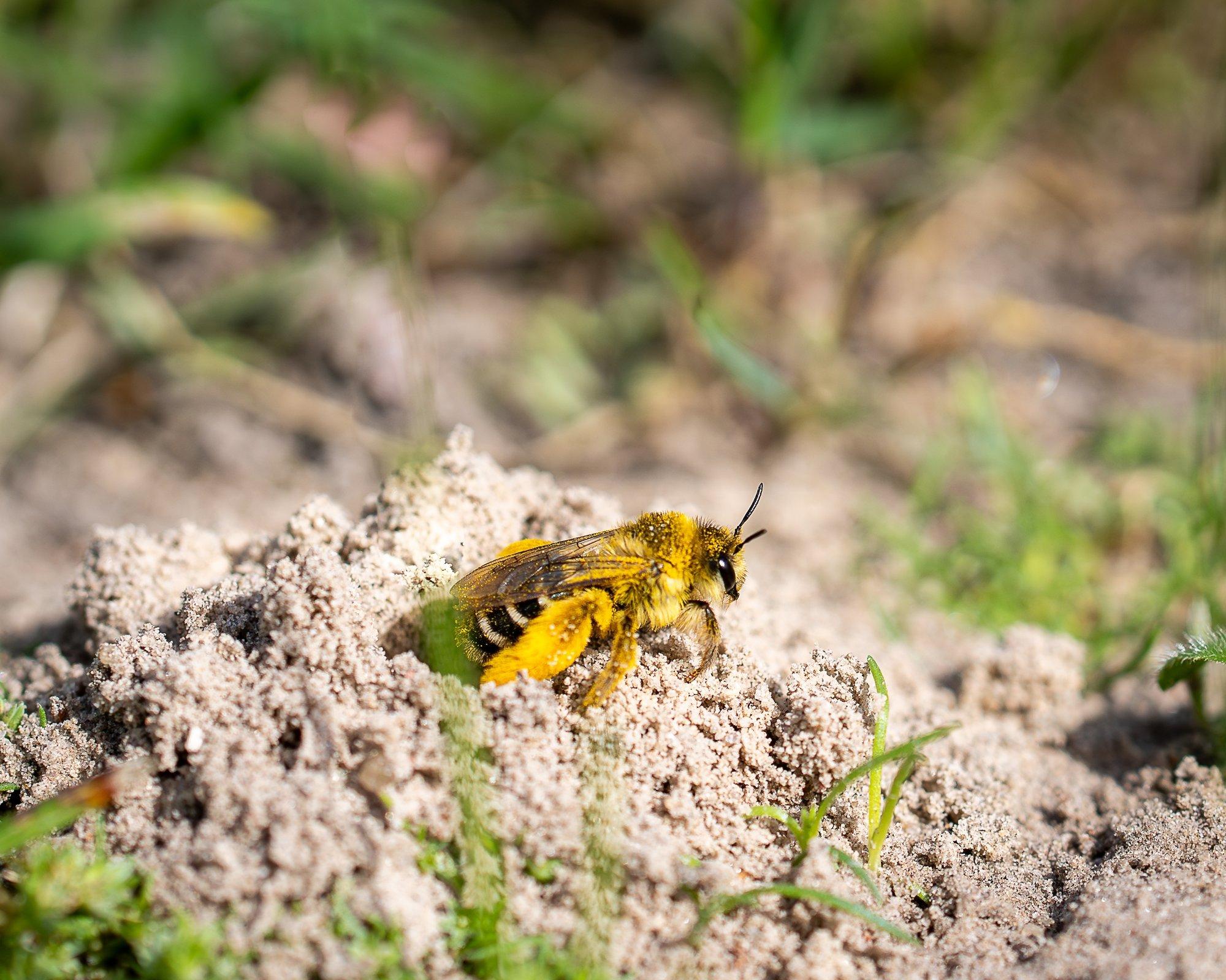 VIDEOD | Halika Õunatalus tegutsevad maa-alused mesilased, kellel on püksid naiste jalas