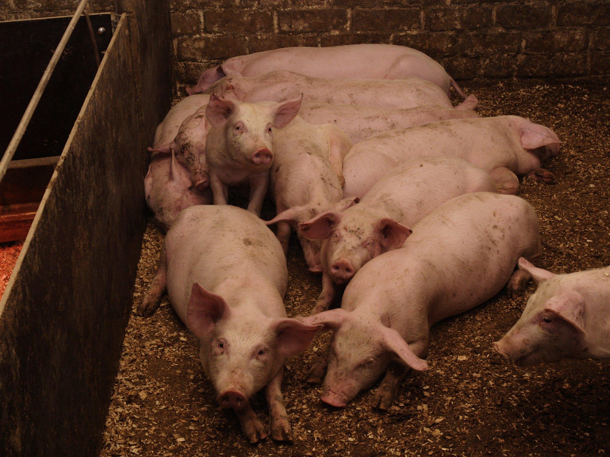 Põlvamaal on seakatku kahtlus ligi 6700-pealises farmis. Leiti surnud ja haiguskahtlasi loomi