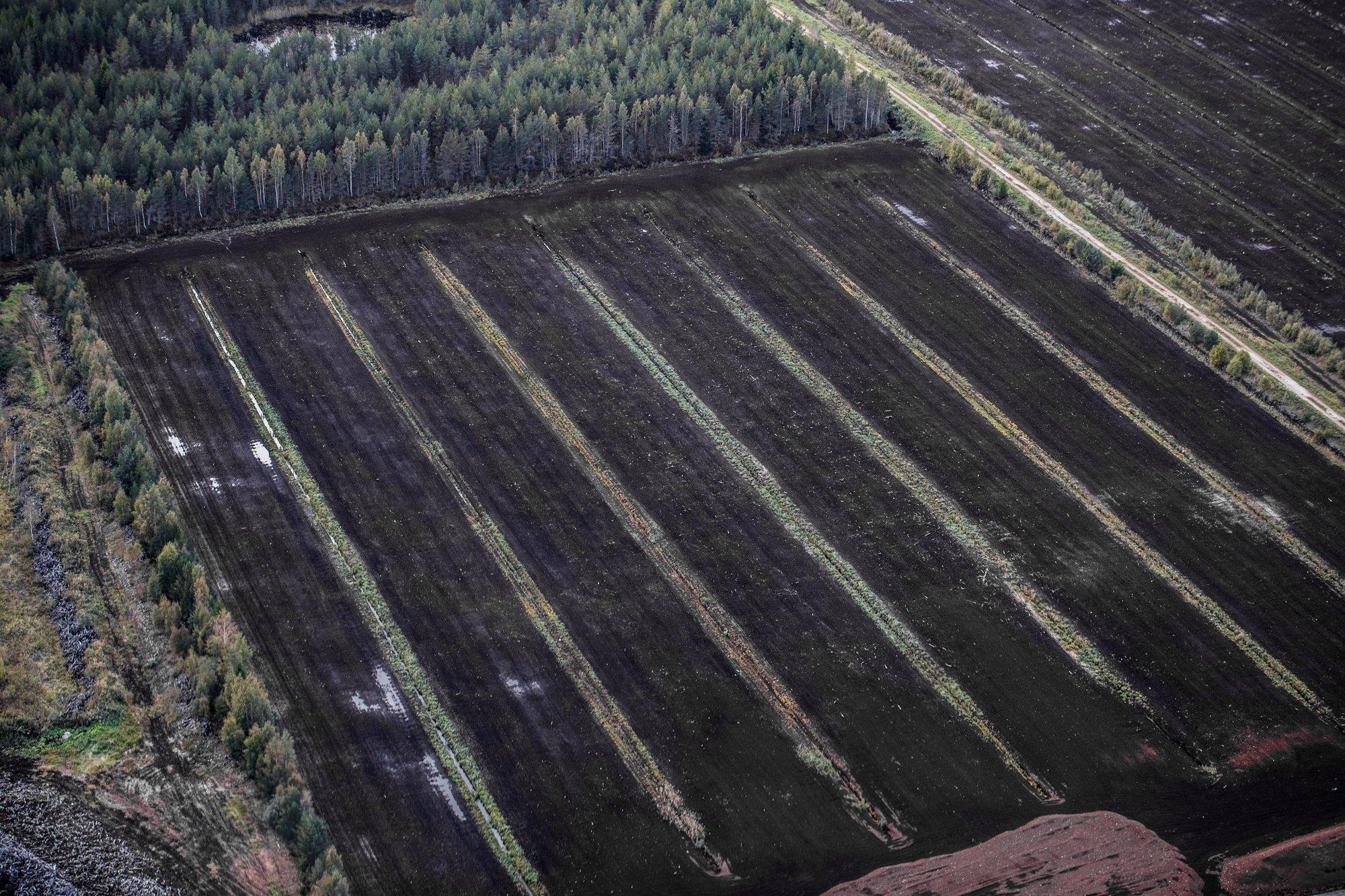 Ragnar Viikoja: turbatööstuse must aasta. Kasvuhoonetes kasvatatavate taimede arv võib väheneda kuni 75%