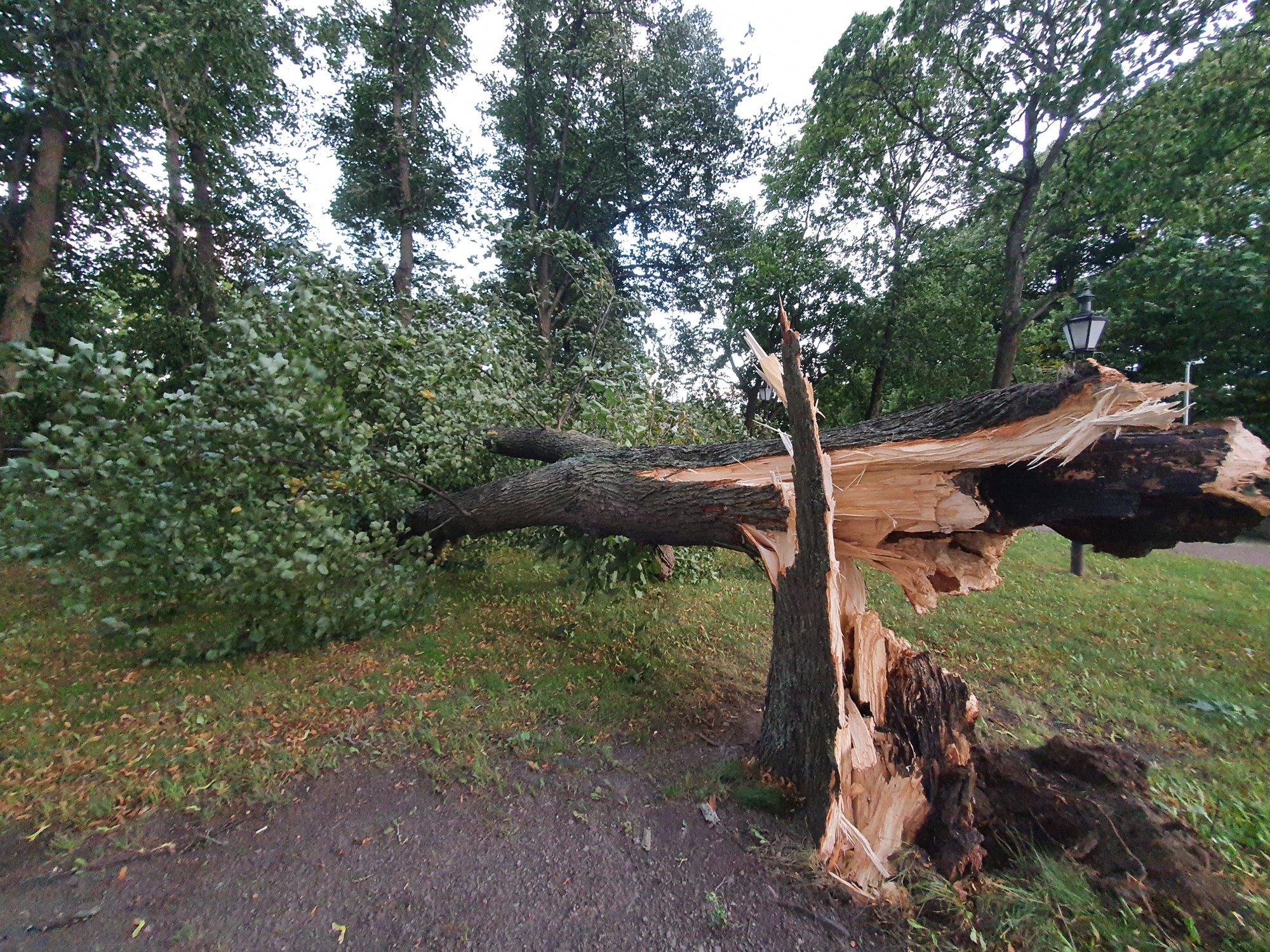 Mõni puu peab tormituultele hoopis paremini vastu kui teine: millist liiki õuepuid valida?