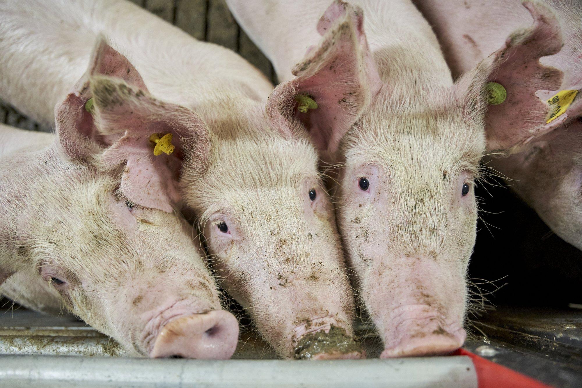 Eesti seakasvatus vajab ühist tuge, et säilitada eksporditurgude usaldus ja tootmisvõimekus