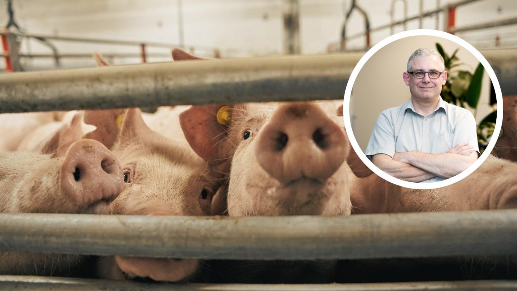 Andres Reimer vastuseks loomakaitsjatele: jätke mulle õlle kõrvale šnitsel. Liha söömine on inimlik ja moraalne