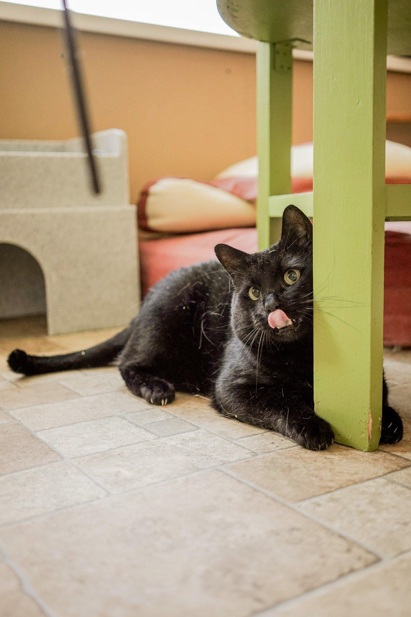 TAHAKS KOJU | Joss on sünnipäralt kass, hingelt kuldne retriiver