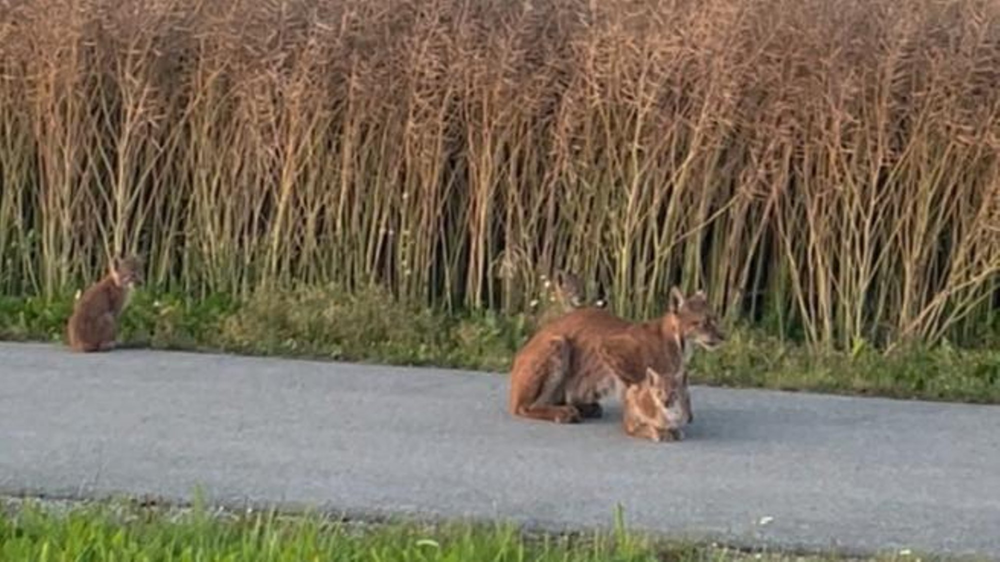 VIDEO | Eriline hetk: Harjumaal sattus kaamerasilma ette ilves nelja järglasega