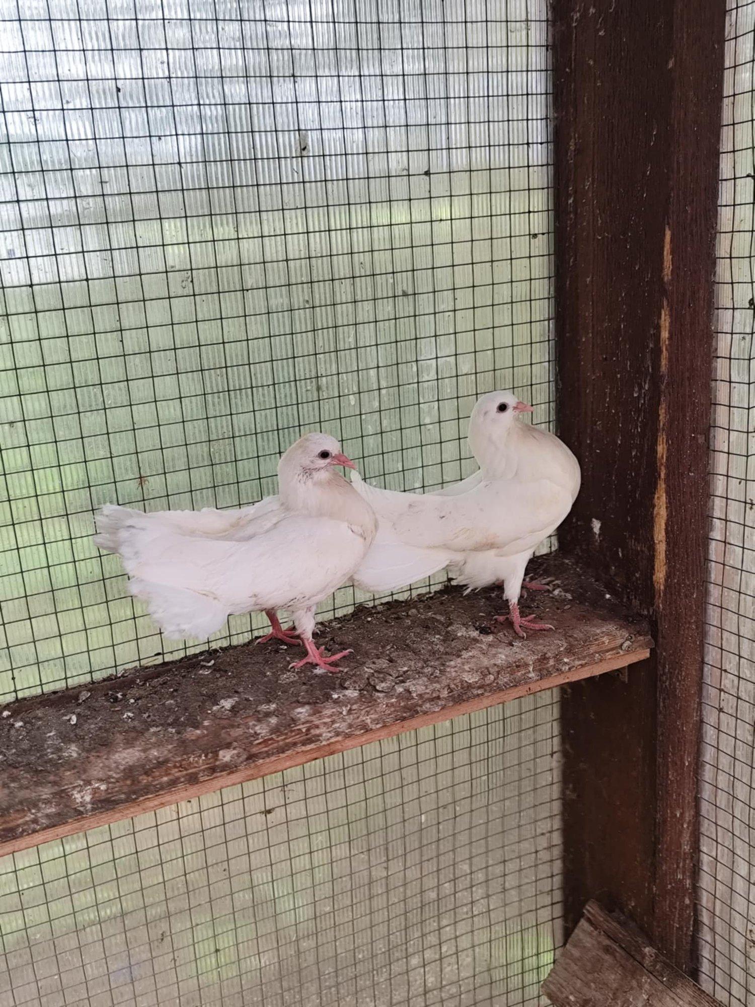 FOTOD |Samasooline tuvipaar kasvatas kasulapsed üles ja üritab kõigest väest uuele titeringile minna