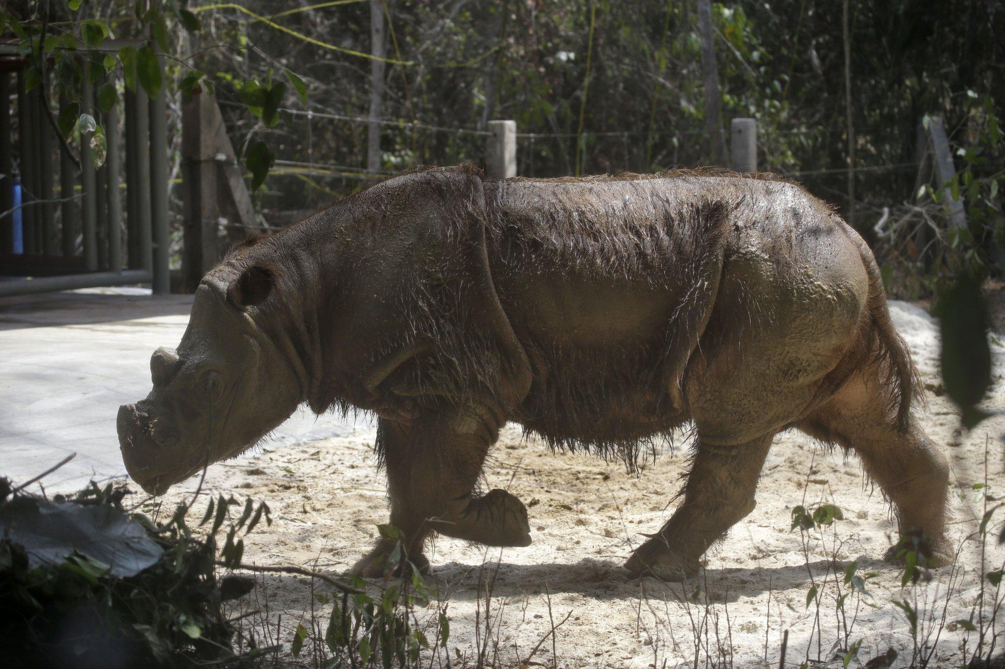 Nad on siiski alles? Jäljekoerad leidsid peaaegu väljasurnuiks peetud loomade väljaheited