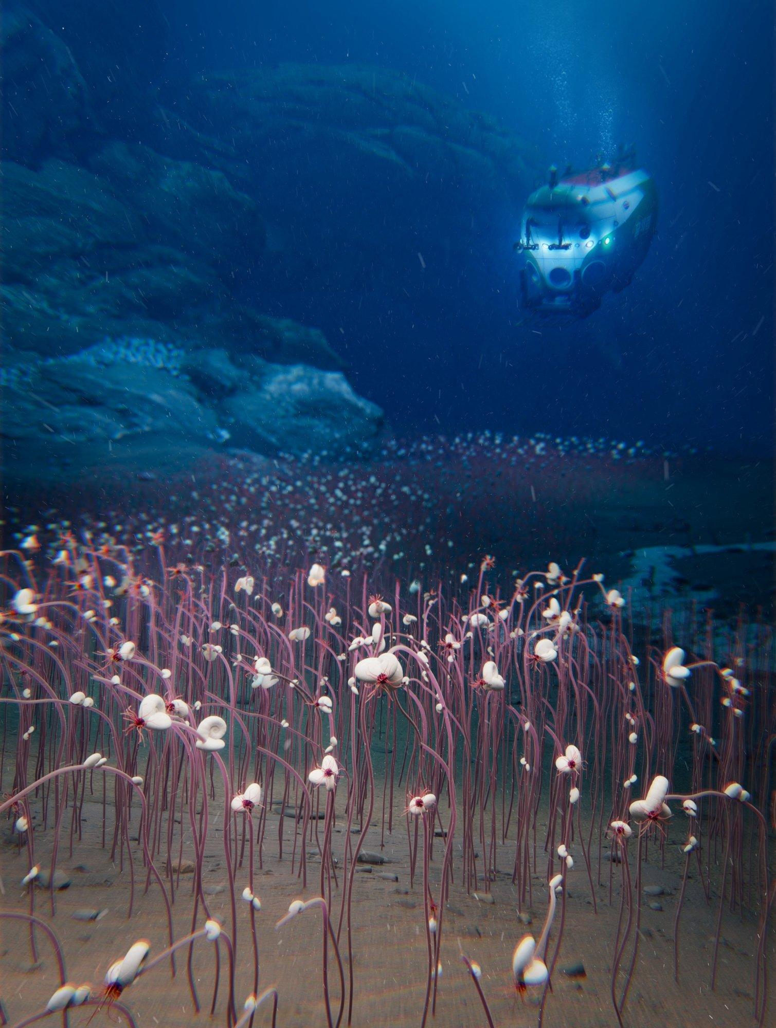 Hiina teadlased avastasid ookeani sügavustest üllatavaid ja ebatavalisi elu vorme