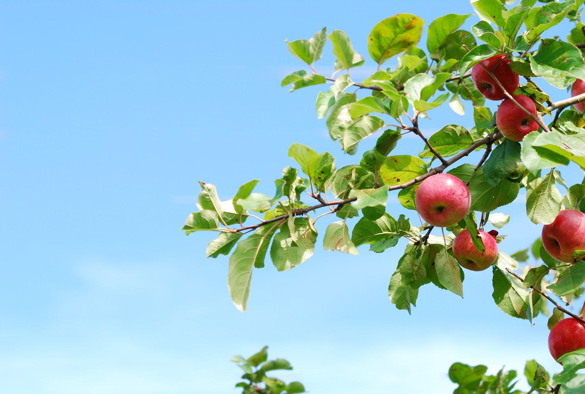 Kas üle aia ulatuvalt naabri puult võib vilju süüa ja selle oksi lõigata?