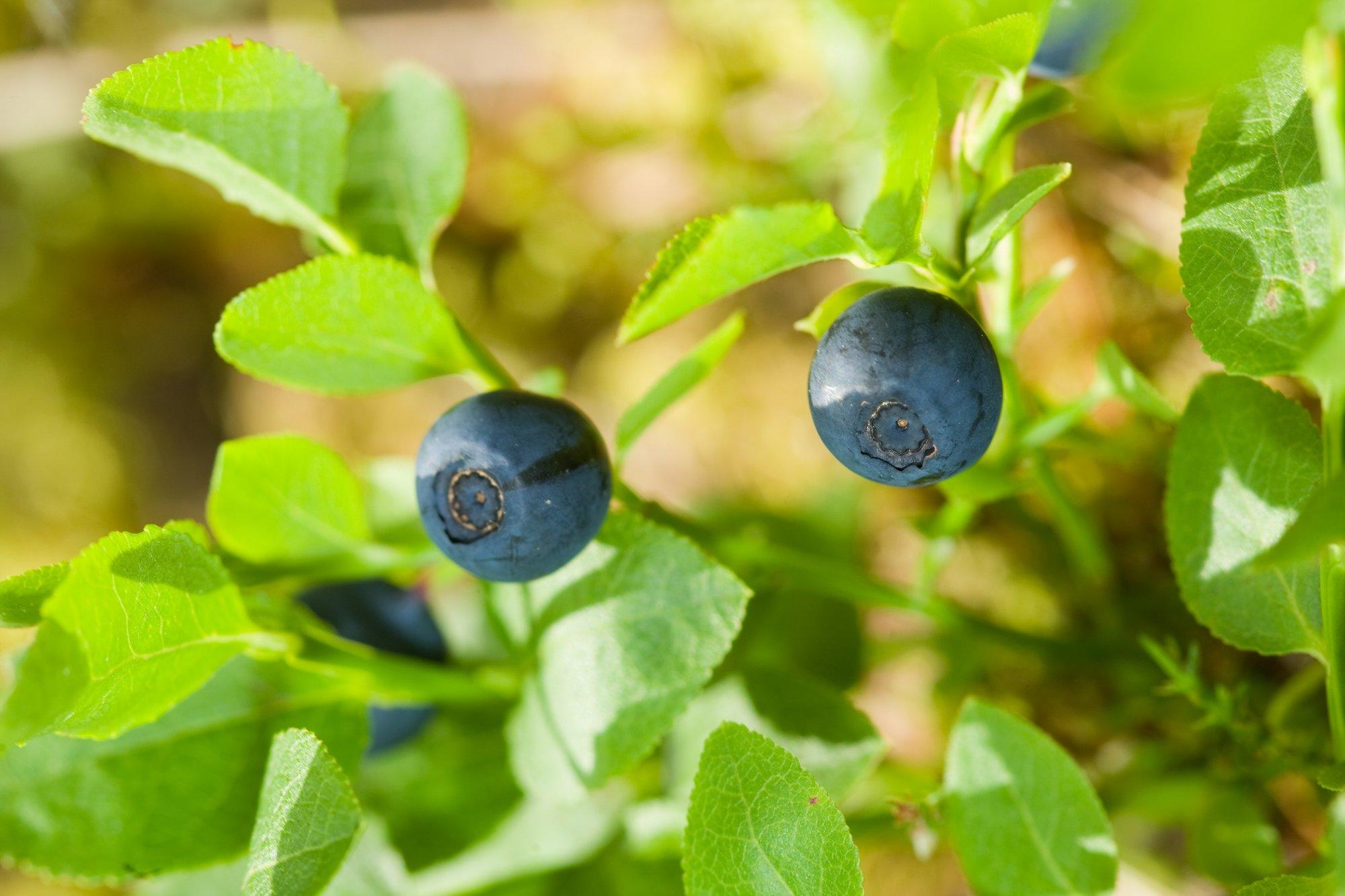 Kas entusiastlikud metsataastajad ikka teavad, mida nad tegema hakkavad?