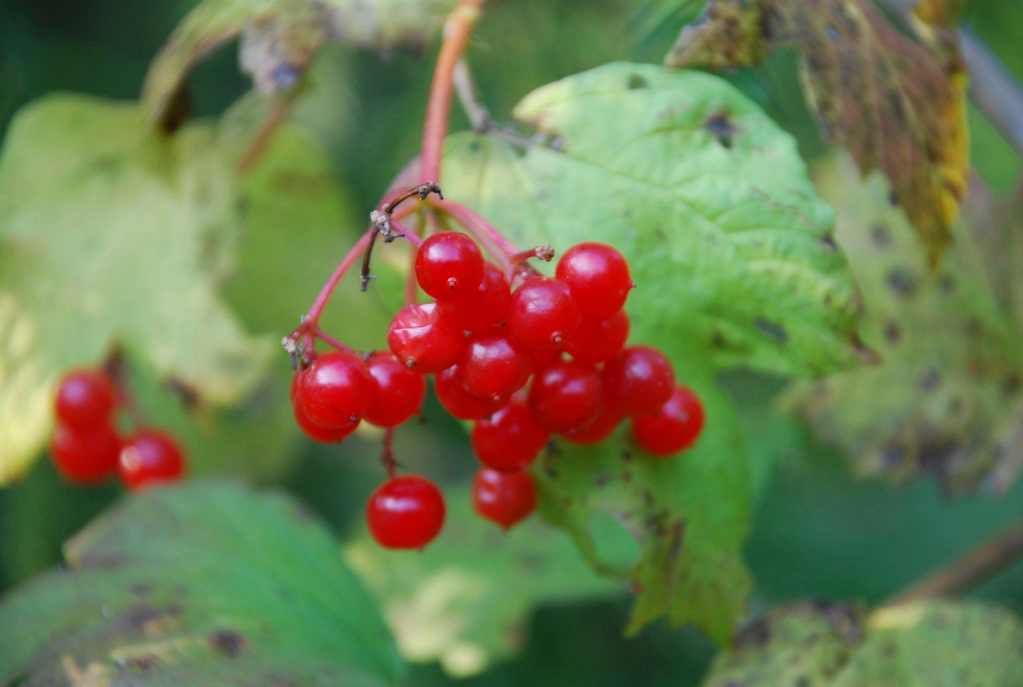ÜLEVAADE | Alusmetsa põõsaste viljad: millised kõlbavad suhu panna?