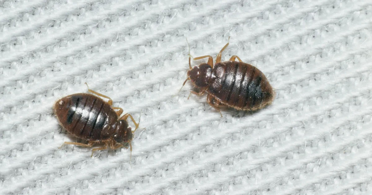 PROVIISOR SOOVITAB ⟩ Mida teha, kui lutikas on hammustanud?