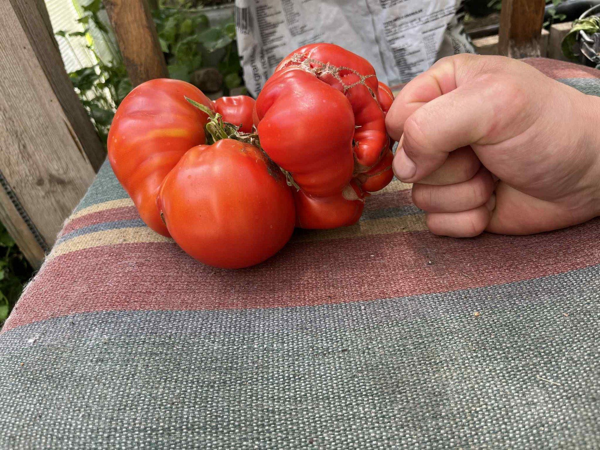 FOTOD | Vaata ja imesta! Eestlaste aedades kasvavad põnevad mutantviljad