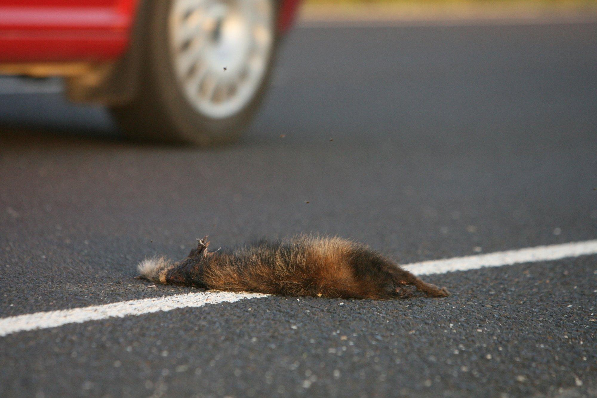Maanteedel märgatakse rohkelt hukkunud väikeulukeid: „See tuleb inimestele alati üllatusena, nagu esimene lumigi“