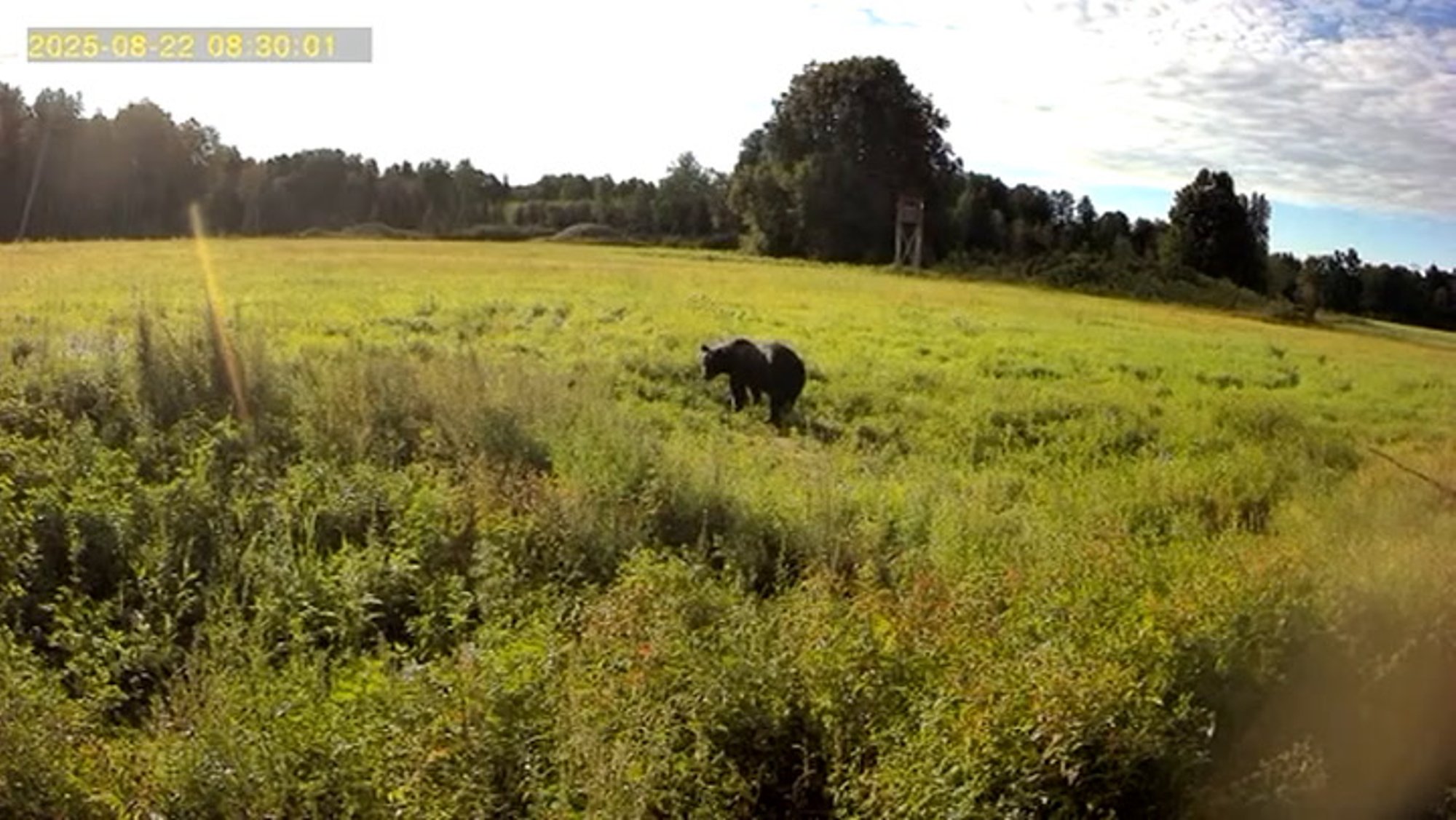 VIDEO | Põdrad ja ilvesed juba olid, nüüd on karu ka! Janek Mäggi jagab kodutalu vahva mõmmikuga