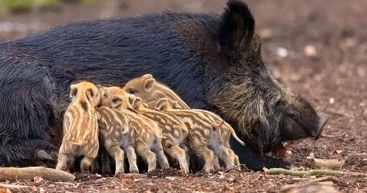 MAREK STRANDBERG ⟩ Kuidas jõudsime kartulitest katku ja seakonservideni