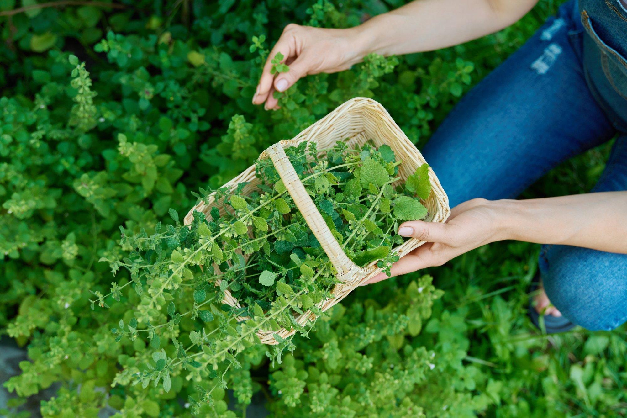 Nõuandeid ravimtaimede korjamiseks ja kuivatamiseks