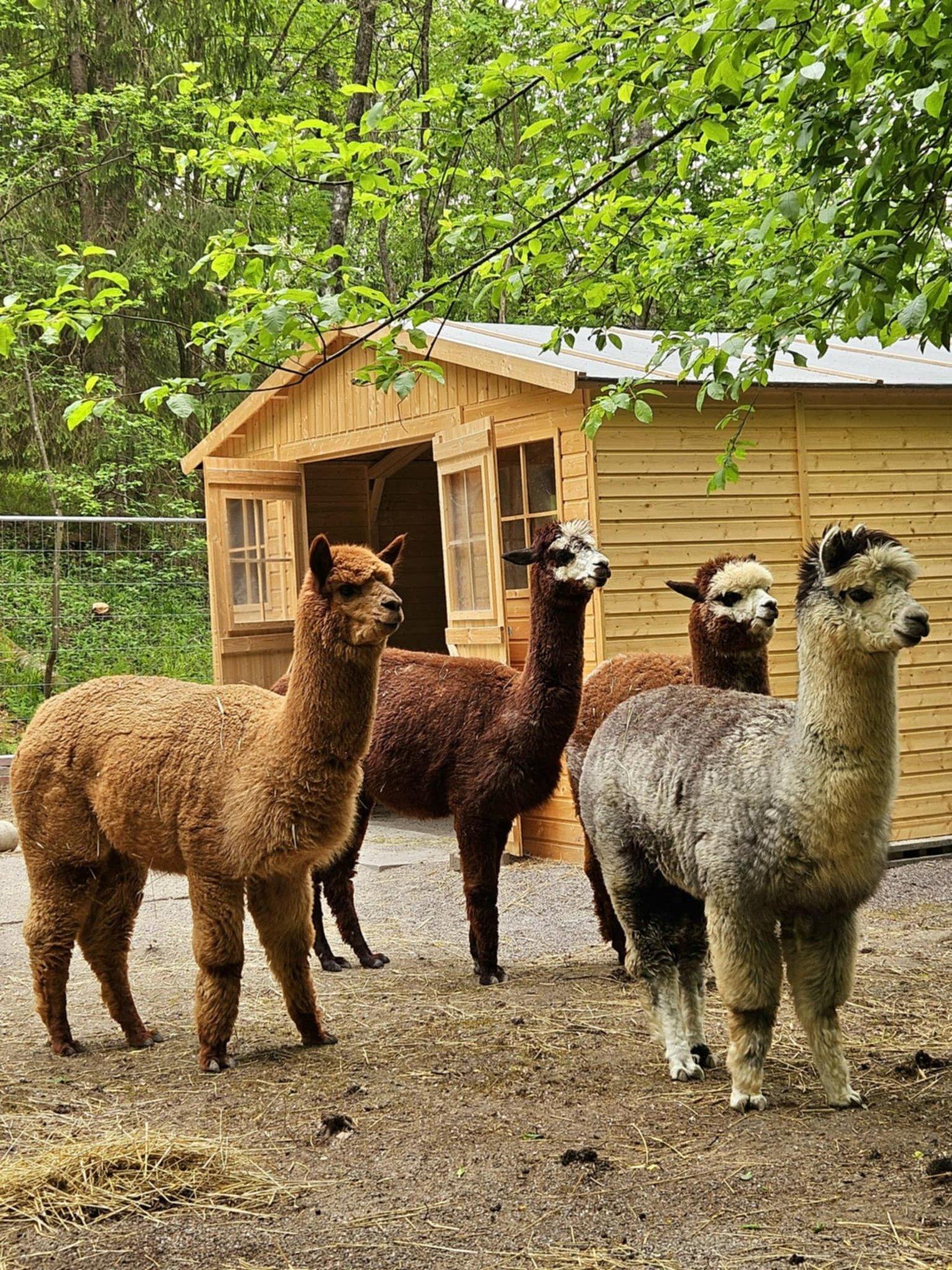 Ehmatus alpakafarmis: omavalitsuse süül jõid loomad mürgitatud vett